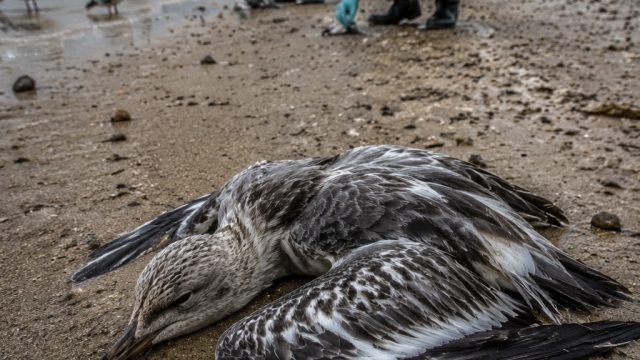 Unexpected Landfall of Seabirds Sparks C