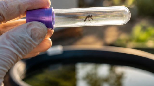 Local Health Authorities Urge Vigilance 